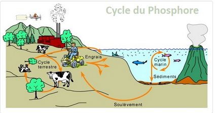 Cycle phosphore