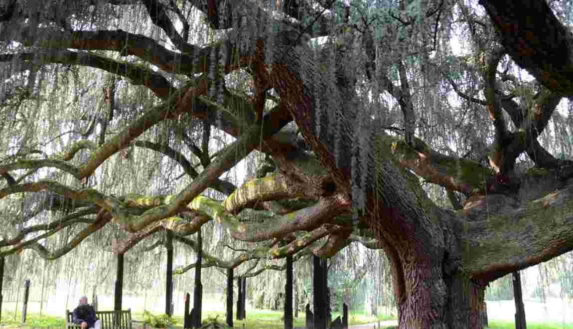 Photos 10 arbres remarquables qui peuplent nos contrees